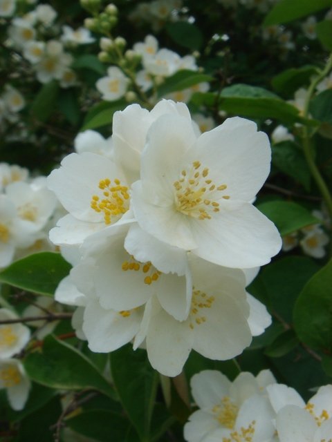 Philadelphus coronarius P26